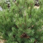 Pinus Mugo - Pin de munte la ghiveci C1.5