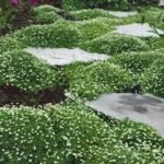 Sagina subulata - Muschi irlandez la ghiveci P9