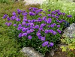 Aster alpinus 'Dunkle Schöne' - Aster pitic cu inflorire primavara - vara - la ghiveci P9 - imagine 2