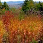 Miscanthus sinensis Purpurascens - Iarba Elefantului sau Stuf Chinezesc la ghiveci P9 - imagine 2
